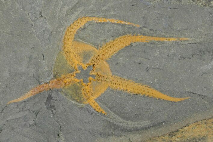 Ordovician Brittle Star (Ophiura) - Morocco #154276